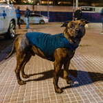Frio em SP: campanha arrecada roupas e cobertores para animais que vivem nas ruas