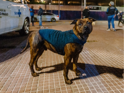 Frio em SP: campanha arrecada roupas e cobertores para animais que vivem nas ruas