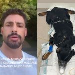 Cachorros de Cauã Reymond foram envenenados e estão à beira da morte