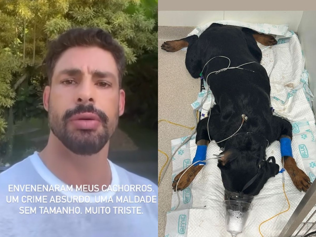 Cauã Reymond informa que seus dois cachorros foram envenenados com chumbinho (Reprodução: Instagram)
