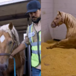 Sorocaba compra cavalo nos EUA por valor milionário. Saiba quanto!