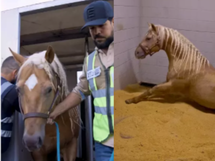 Sorocaba compra cavalo nos EUA por valor milionário. Saiba quanto!