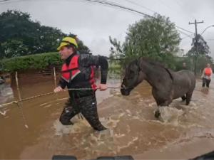 Deputado de SP, Rafael Saraiva ajuda no resgate de 12 cavalos em enchente no RS