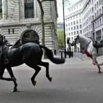 Bichos contra a coroa britânica: Cavalos fogem do Palácio de Buckingham e causam confusão