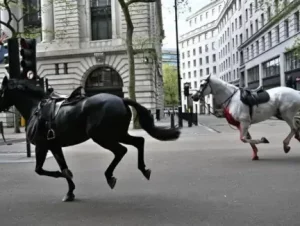 Bichos contra a coroa britânica: Cavalos fogem do Palácio de Buckingham e causam confusão