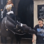 Mulher tenta tirar foto com cavalo da Guarda Real Britânica, é mordida e desmaia