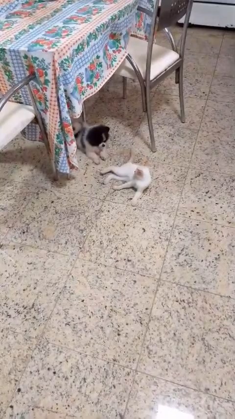 Reprodução: Instagram@zecapagodinho