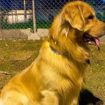 Laudo indica causa da morte do cão Joca, que morreu durante voo da Gol