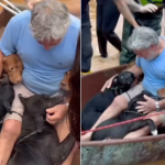 Chuvas no RS: Homem é visto chorando após resgatar seus cães. Veja!