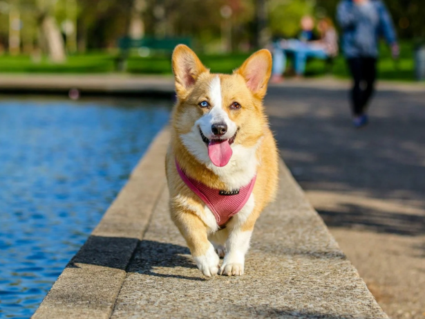 O amor vale ouro: ter um pet pode ser tão valioso quanto um grande salário