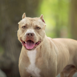 Bebê de 1 ano morre após sofrer ataque de pit bull de estimação da família
