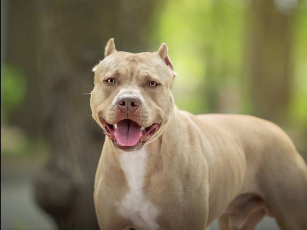 Bebê de 1 ano morre após sofrer ataque de pit bull de estimação da família
