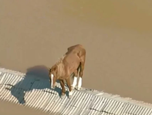 Cavalo fica preso em telhado em meio a enchentes no Sul e comove a web