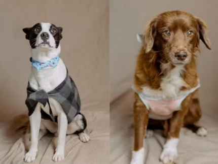 Voluntários promovem ensaio fotográfico para cachorros resgatados no Rio Grande do Sul (Reprodução)