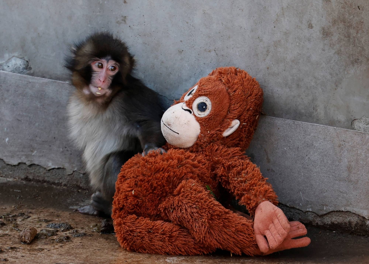 Foto: Ichikawa City Zoo