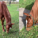 Cavalo que ficou ilhado por 4 dias no RS segue em tratamento, atualizam veterinários