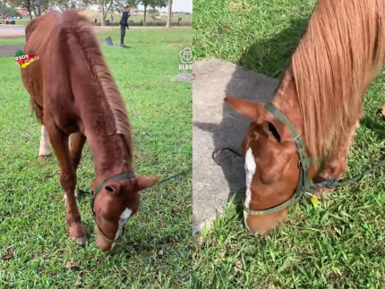 Cavalo que ficou ilhado por 4 dias no RS segue em tratamento, atualizam veterinários