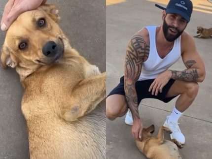 Gusttavo Lima brinca com cachorrinho caramelo que vive em sua propriedade (Reprodução: Instagram)