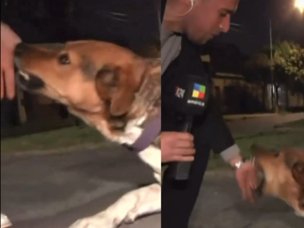 Repórter tenta acariciar cachorro apelidado de “Assassino” e tem mão mordida ao vivo