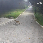 Onça-parda é flagrada caminhando em condomínio de luxo em SP