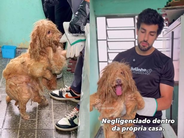Cachorro é resgatado após anos de abandono na zona leste de SP