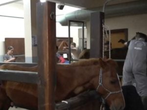 Bombeiros e veterinários detalham resgate e atualizam estado de saúde do cavalo Caramelo