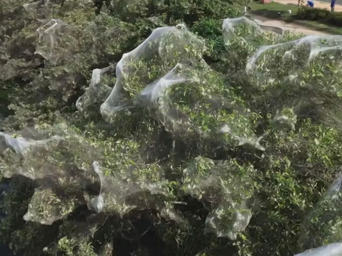  aranhas se multiplicam em um dos pontos turísticos de São Luís (MA).
Foto: Reprodução/TV Globo