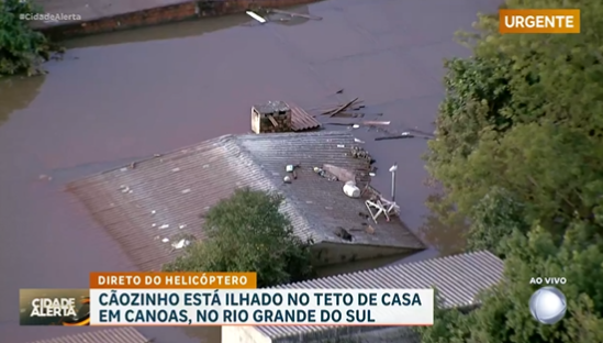 Cão abandonado no telhado no RS