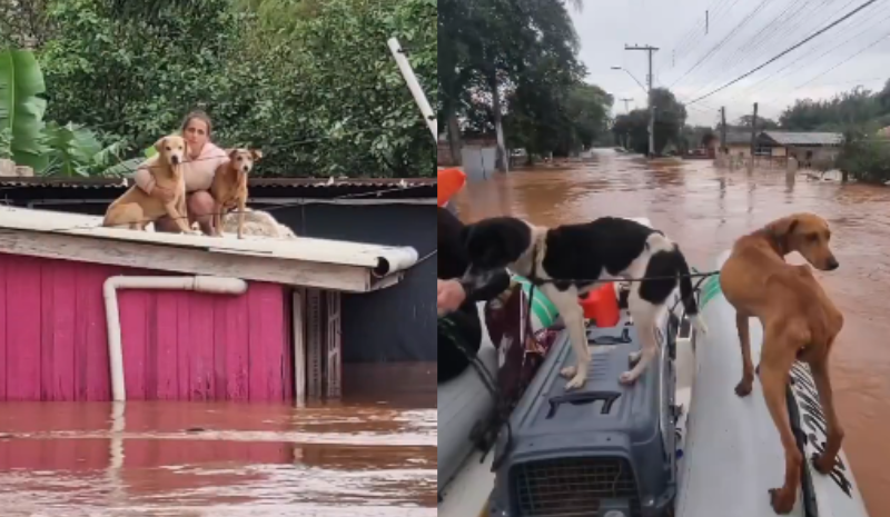 Após dois dias no telhado, mulher e seus 33 animais são resgatados no Sul