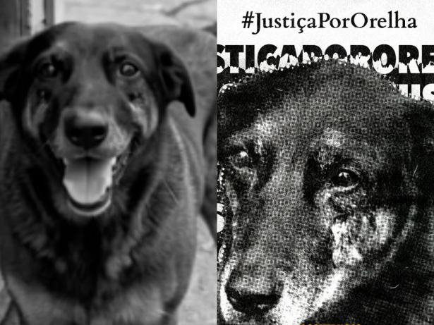 Polícia Civil pede apreensão de passaporte de adolescente suspeito de agredir cão Orelha