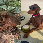Do horror ao recomeço: O resgate que salvou cachorros em Quatro Barras, no Paraná