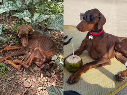 Do horror ao recomeço: O resgate que salvou cachorros em Quatro Barras, no Paraná