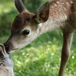 “Bambi” volta às telonas com animais realistas e live-action de tirar o fôlego