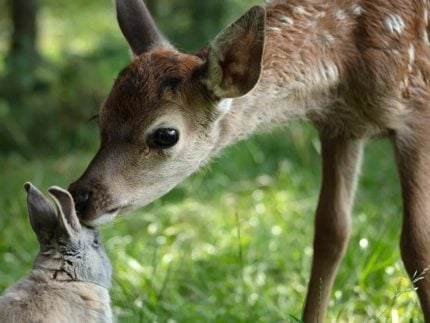 “Bambi” volta às telonas com animais realistas e live-action de tirar o fôlego