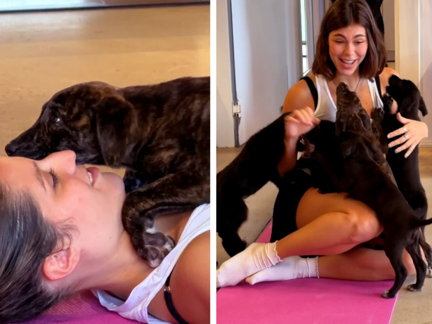 Ultra Academia prepara aula de yoga com “lambeijos” e filhotinhos em busca de um lar