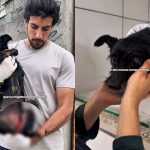Cachorra resgatada na Zona Leste recebe o nome de Docinho e se recupera após cirurgia