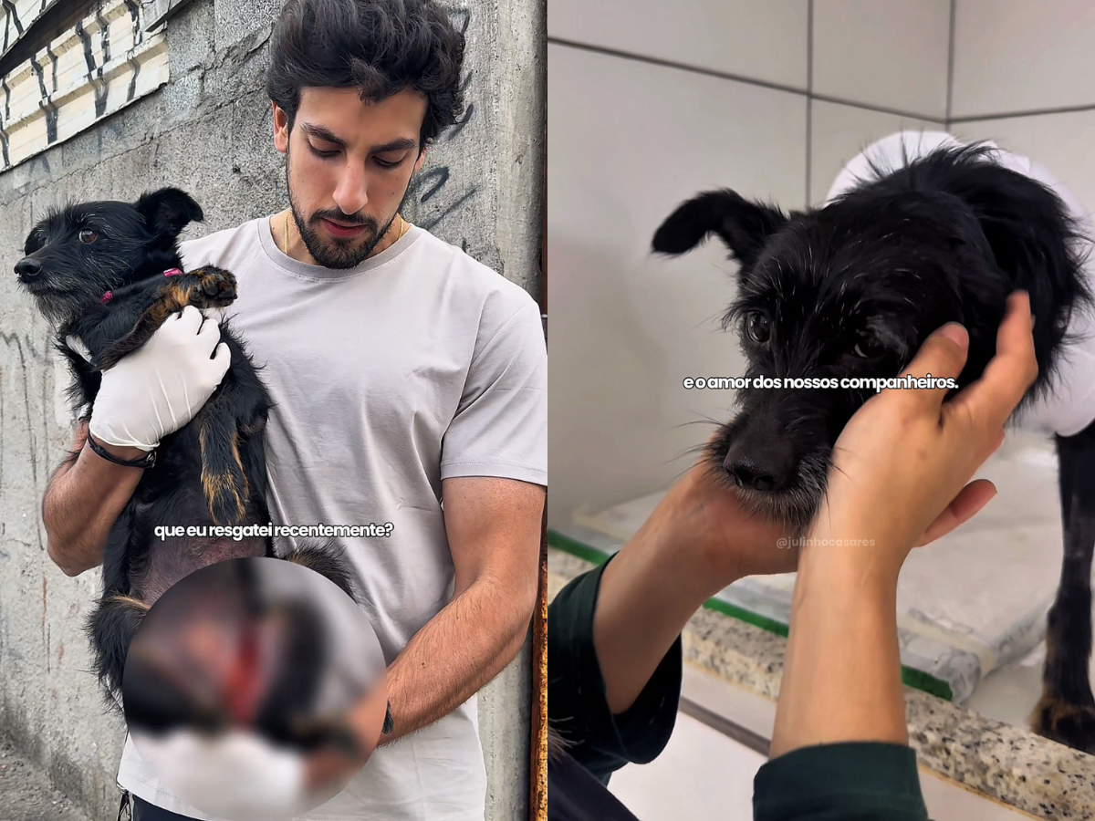 Cachorra resgatada na Zona Leste recebe o nome de Docinho e se recupera após cirurgia 1 Cachorra resgatada na Zona Leste recebe nome de docinho e se recupera apos cirurgia