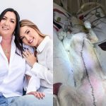 Cachorrinha da família de Virginia passa por cirurgia e enfrenta batalha contra câncer