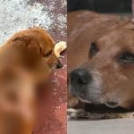 Cão comunitário sofre queimadura térmica e polícia investiga mulher; suspeita nega