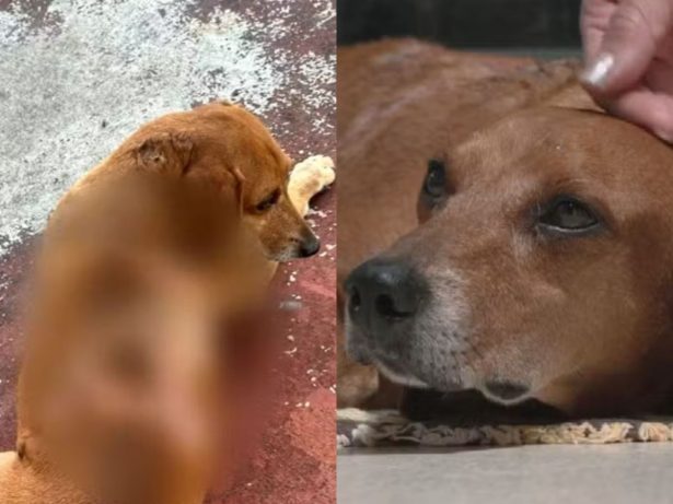 Cão comunitário sofre queimadura térmica e polícia investiga mulher; suspeita nega
