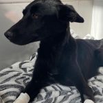 Homem que cortou patas de cadela é denunciado pelo Ministério Público por maus-tratos