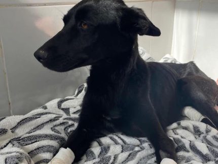 Homem que cortou patas de cadela é denunciado pelo Ministério Público por maus-tratos