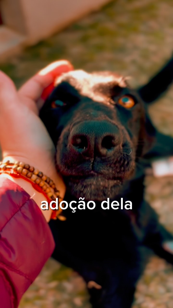 Reprodução: Instagram @uniao_protetora_caseiros