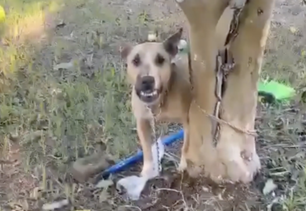 Abandono e risco: cadela é encontrada amarrada a árvore na Zona Leste