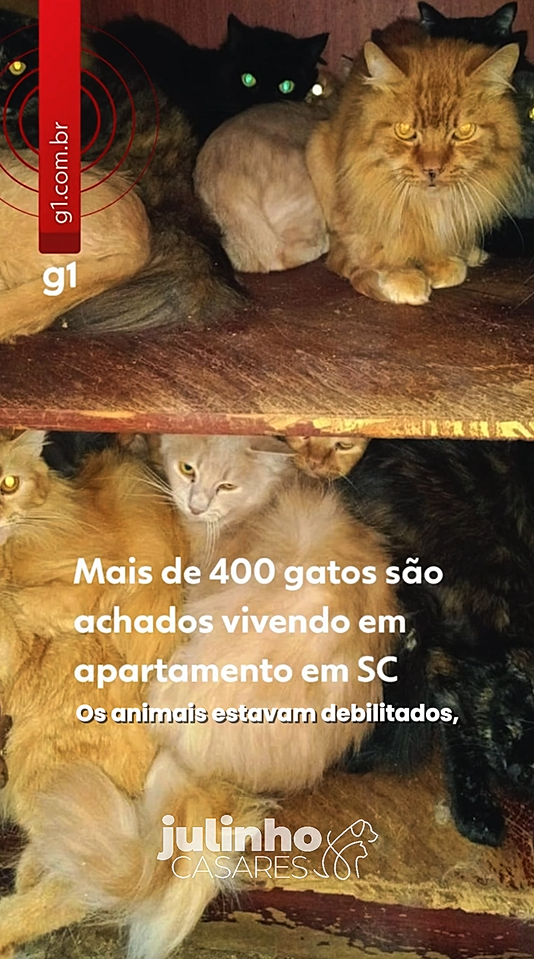 Crédito: Reprodução G1 Crédito: Reprodução G1
