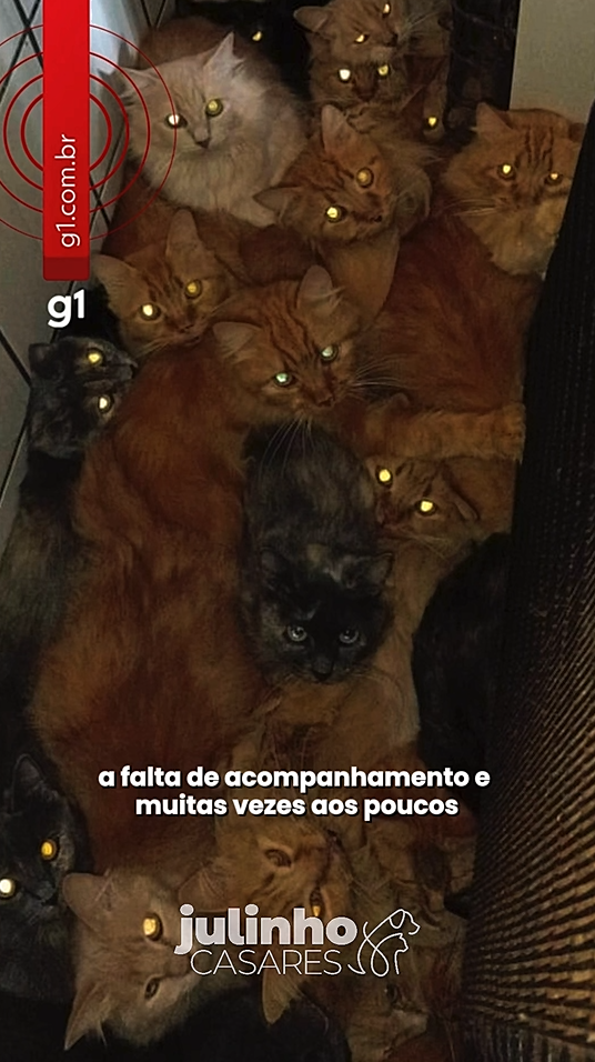 Crédito: Reprodução G1 Crédito: Reprodução G1