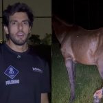 Cavalo em estado crítico é resgatado em SP após sofrer maus-tratos prolongados