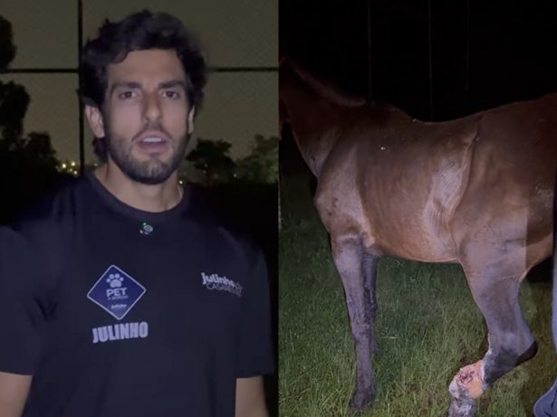 Cavalo em estado crítico é resgatado em SP após sofrer maus-tratos prolongados