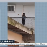 Que fome! Macaco é flagrado roubando bolo em apartamento no Rio de Janeiro