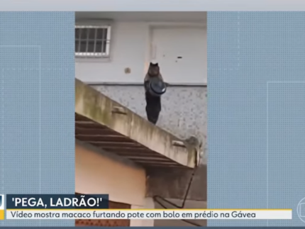 Que fome! Macaco é flagrado roubando bolo em apartamento no Rio de Janeiro